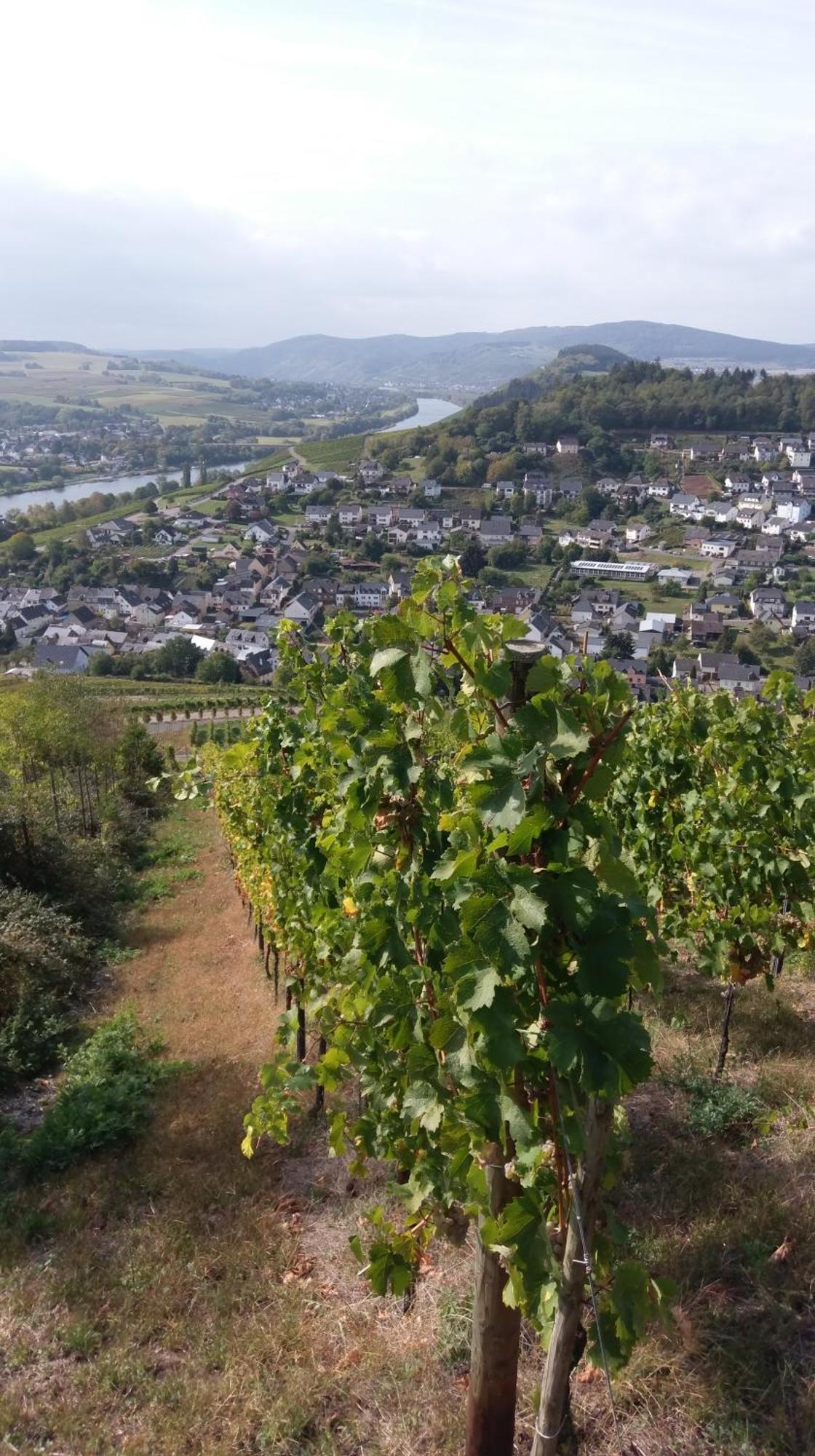 FeWo Freis in Brauneberg Exterior foto